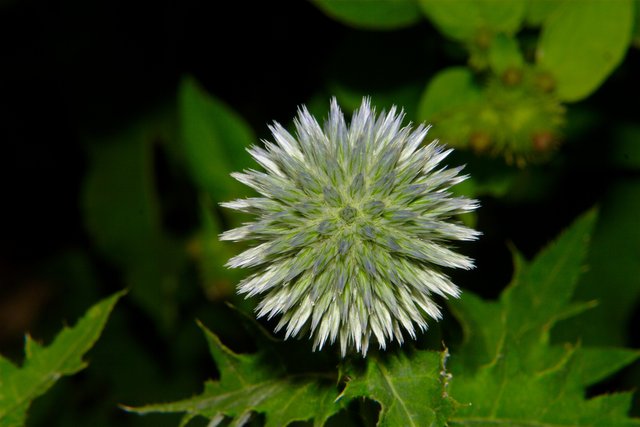 609.DAX Tipp-Spiel, Freitag, 31.08.07, 17.45 Uhr, 117648