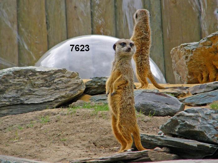 665.DAX Tipp-Spiel, Montag, 19.11.07 131825