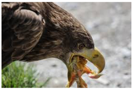 netcents, die neue online zahlungsplattform 1094582