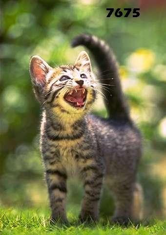 539.DAX Tipp-Spiel, Donnerstag, 24.05.07 99641