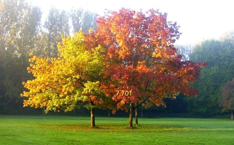 658.DAX Tipp-Spiel, Donnerstag, 08.11.07 130137