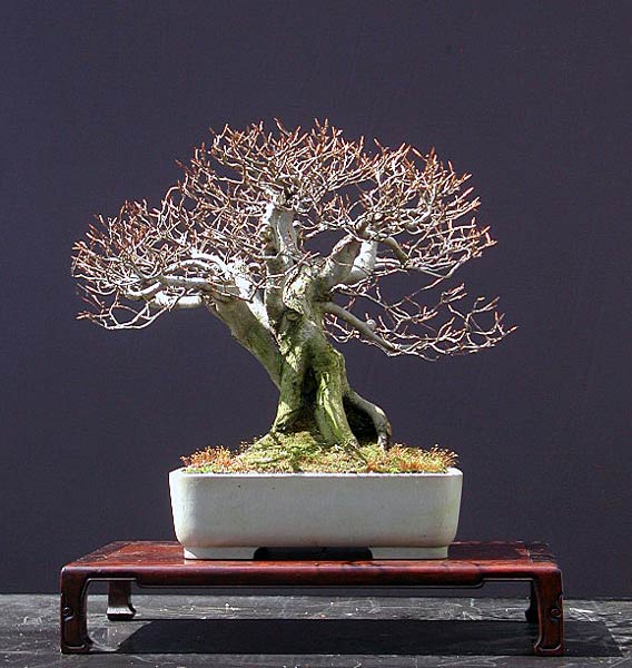 552.DAX Tipp-Spiel, Mittwoch, 13.06.07 103236