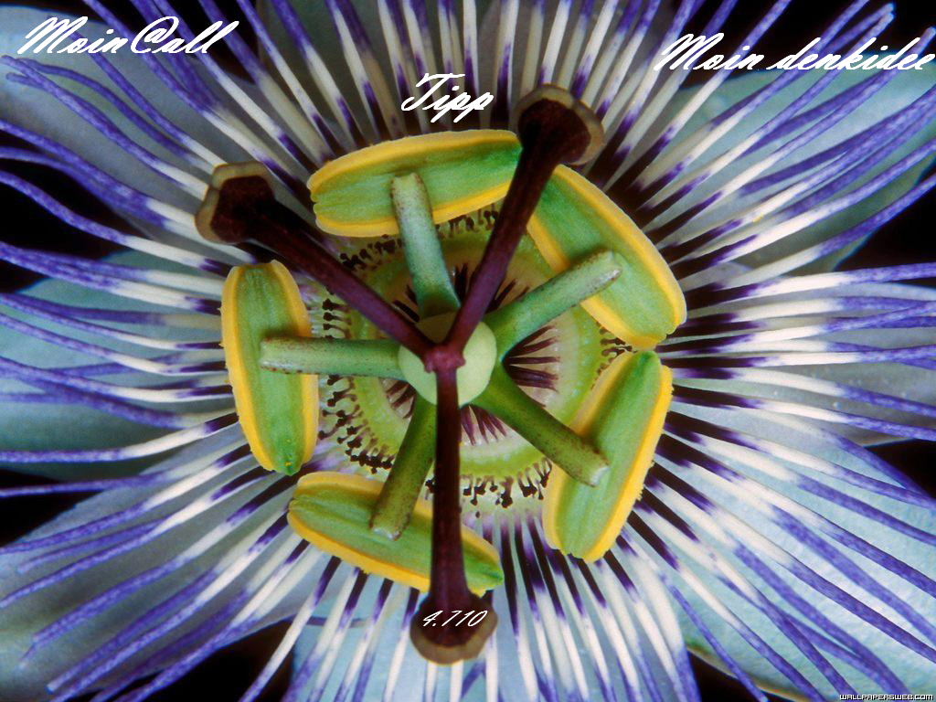 938.DAX Tipp-Spiel *Dienstag* 16.12.08, 17.45 Uhr 205745