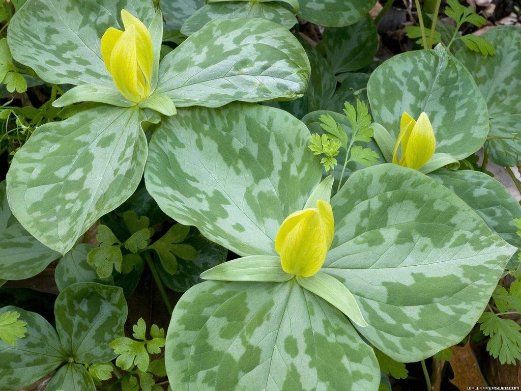 949.DAX Tipp-Spiel, Mittwoch, 07.01.09, 17.45 Uhr 208651