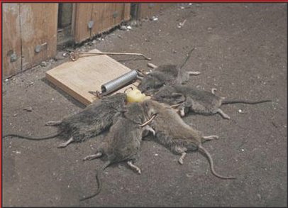 Conergy, wie Phönix aus der Asche ? 287499