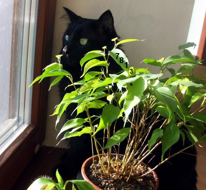 543.DAX Tipp-Spiel, Donnerstag, 31.05.07 100806