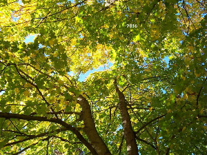 673.DAX Tipp-Spiel, Donnerstag, 29.11.07 133764