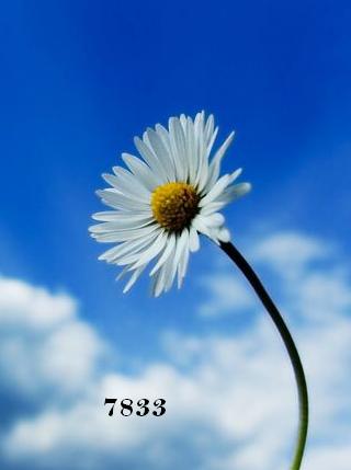 660.DAX Tipp-Spiel, Montag, 12.11.07 130761