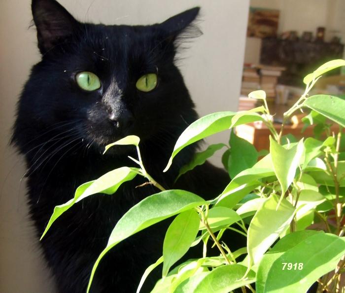 544.DAX Tipp-Spiel, Freitag, 01.06.07 101058