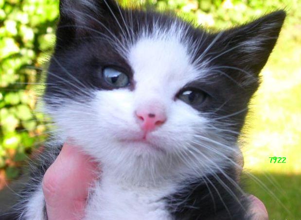 DAX-Tipps für die Urlauber Tippspiel von denkidee 134468