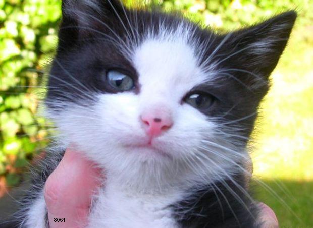 566.DAX Tipp-Spiel, Dienstag, 03.07.07 106723