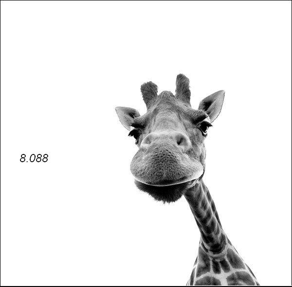 567.DAX Tipp-Spiel, Mittwoch, 04.07.07 106970