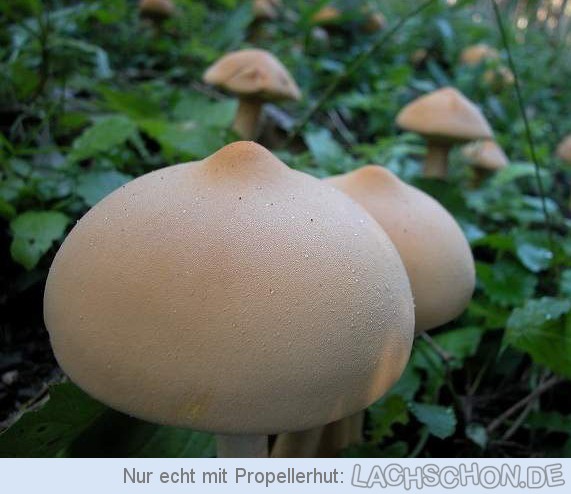 E.on SE - Chance oder Risiko 610318