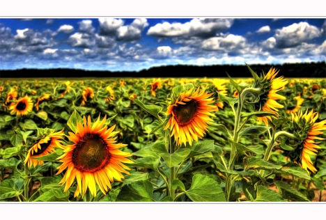 870.DAX Tipp-Spiel *Do* 11.09.08, 17.45 Uhr 185514