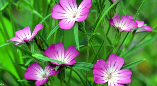 642.DAX Tipp-Spiel, Mittwoch, 17.10.07 126055