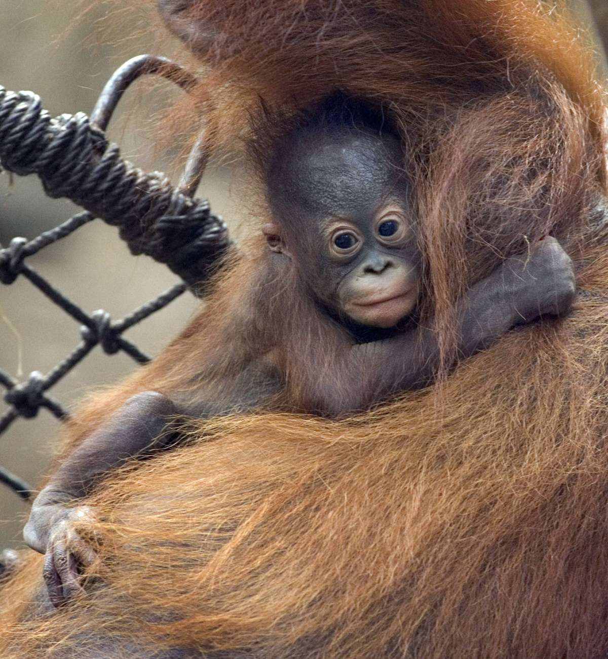 520.DAX Tipp-Spiel, Donnerstag, 26.04.07 94876