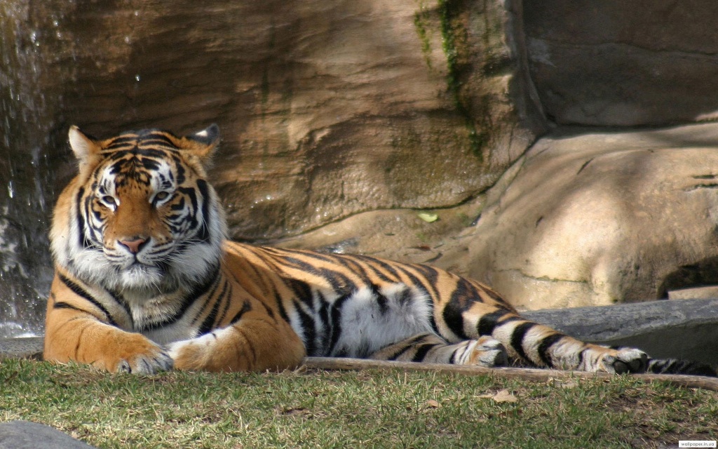 970.DAX Tipp-Spiel,Do,05.02.09, 17.45 Uhr 214381