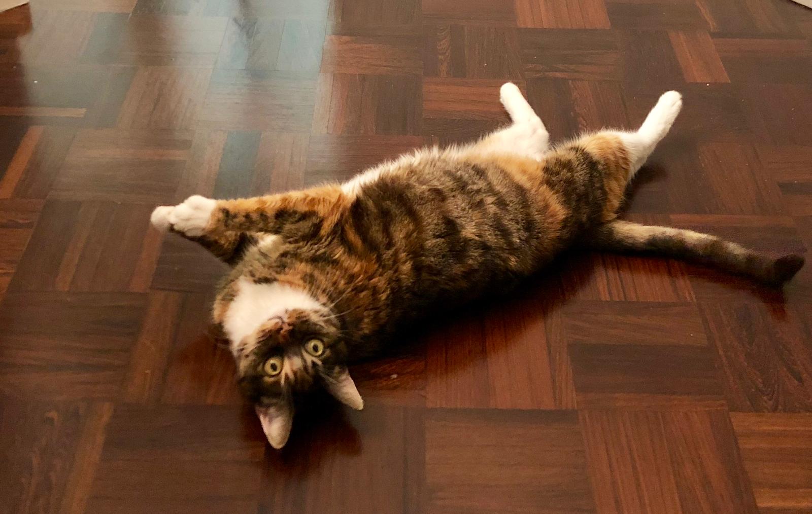 Wirecard 2014 - 2025 1159496