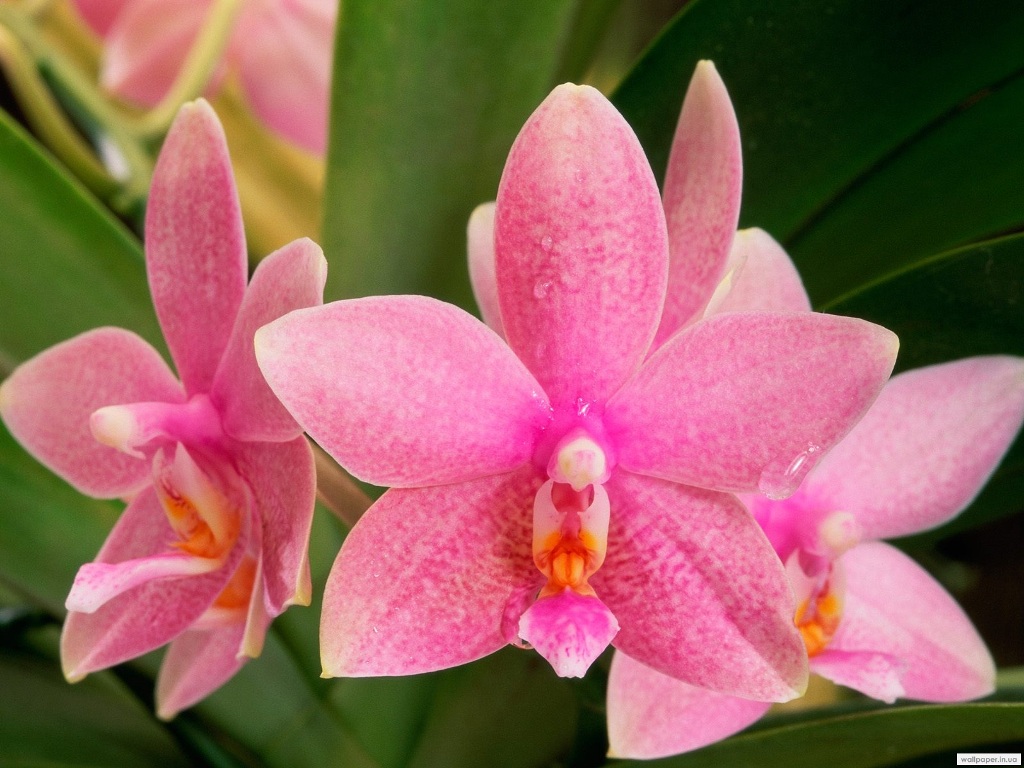 981.DAX Tipp-Spiel Freitag,20.02.09.17.45 Uhr 217333