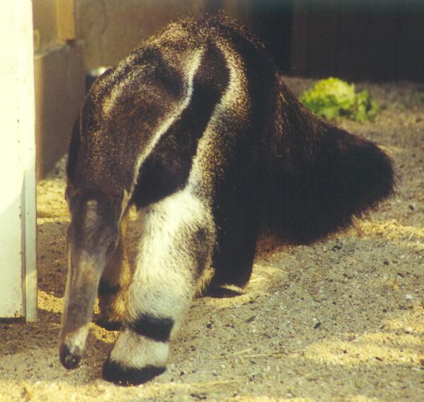 Thompson Creek Metals (Blue Pearl Mng) 90748