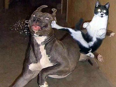 Thompson Creek Metals (Blue Pearl Mng) 87315