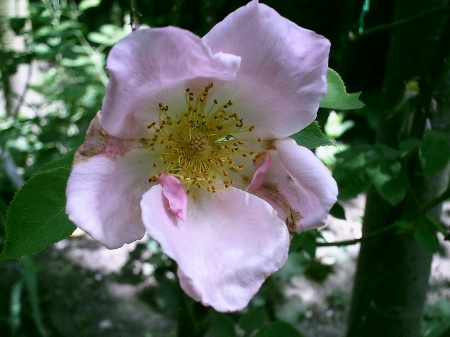 Thompson Creek Metals (Blue Pearl Mng) 86495