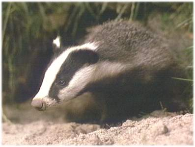 564.DAX Tipp-Spiel, Freitag, 29.06.07 106517