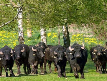 Der USA Bären-Thread 87540