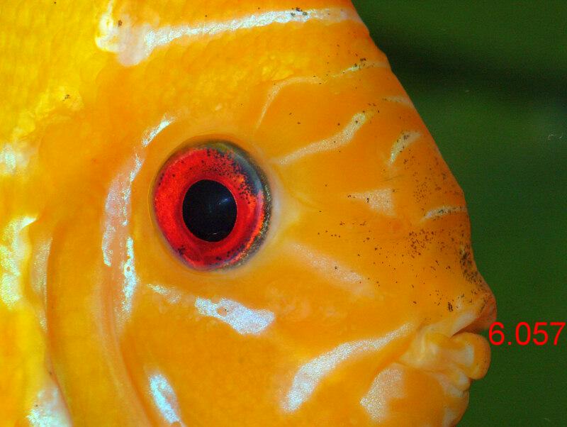 380.DAX Tipp-Spiel, Donnerstag, 05.10.06 60564