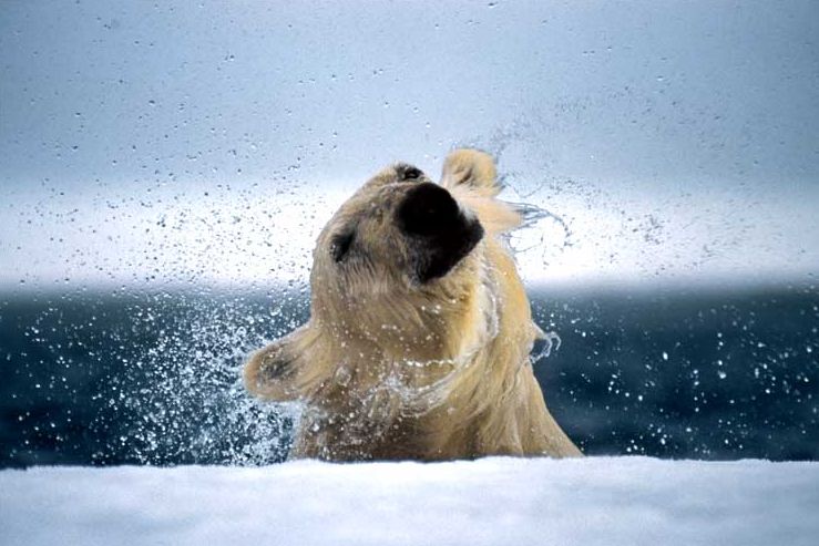 Der USA Bären-Thread 105171