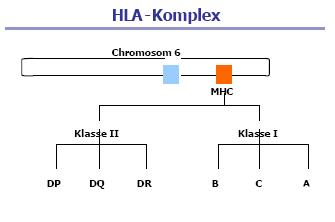 GPC-Biotech 585150 auf den Weg zur 200€ marke 256