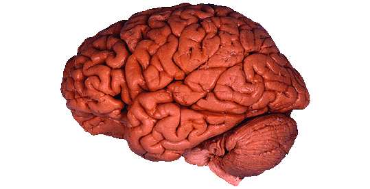 Cobracrest - Thema Übernahme 30122