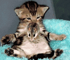 forsys neue Kursrakete ? 98168