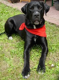 Thompson Creek Metals 78142