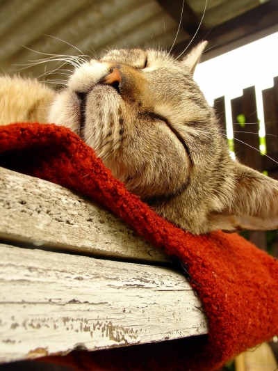 549.DAX Tipp-Spiel, Freitag, 08.06.07 102203