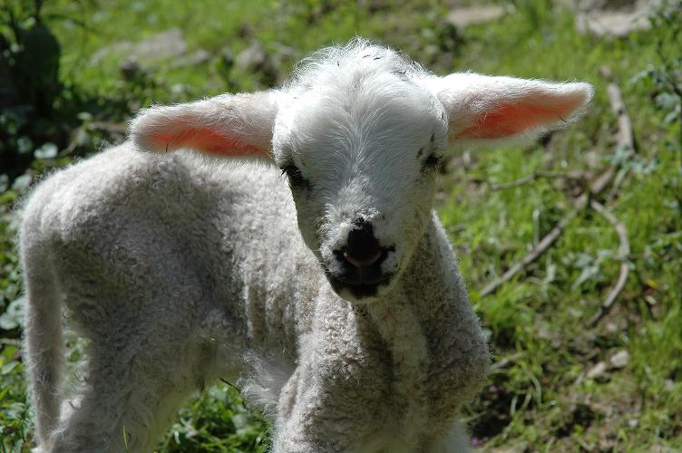 Thompson Creek Metals 85627