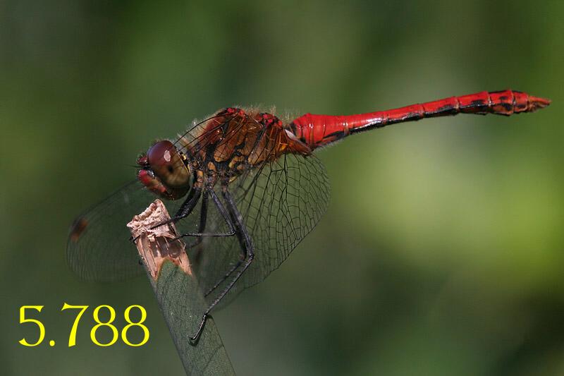 345.DAX Tipp-Spiel, Donnerstag, 17.08.06 52167