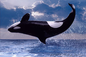 Thompson Creek Metals (Blue Pearl Mng) 90141