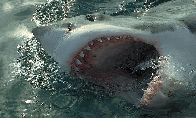 Thompson Creek Metals 77151