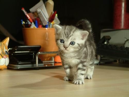 Thompson Creek Metals 77272