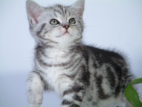 ots news: De Beira Goldfields Inc 43192