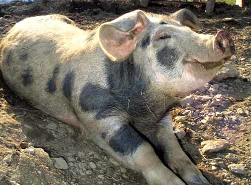 Sabina Silver nächste Blue Pearl Mining? 104463