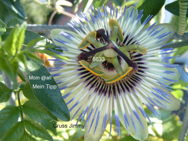 440.DAX Tipp-Spiel, Dienstag, 02.01.07, 17.45 Uhr, 74760