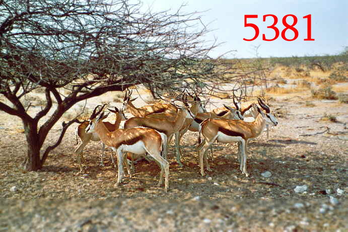 321.DAX Tipp-Spiel, Freitag, 14.07.06 46904