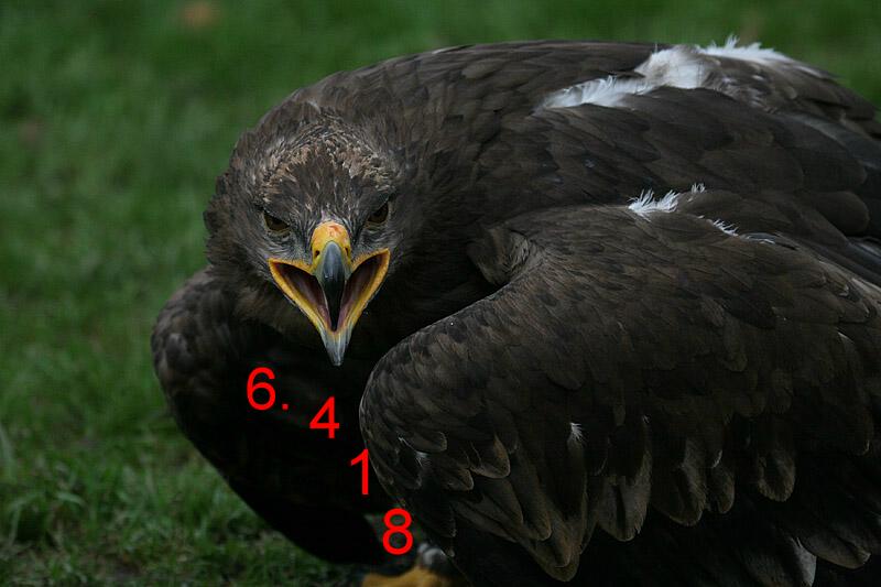 412.DAX Tipp-Spiel, Montag, 20.11.06 67773