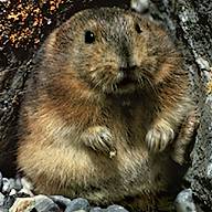 Thompson Creek Metals (Blue Pearl Mng) 79905