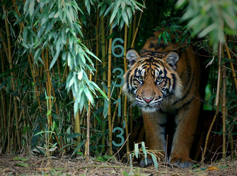 403.DAX Tipp-Spiel, Dienstag, 07.11.06 65844