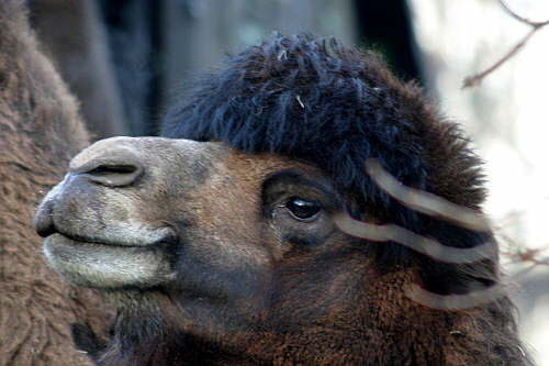 Patriot Scientific der Highflyer 2006 61239