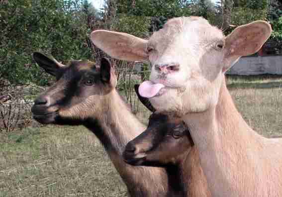 G.I.B A0HHA8 Die Chance um richtig Geld zu verd.. 81285