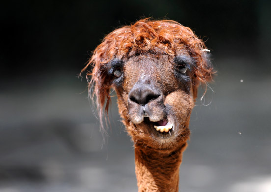 Das Bärengebrüll wird schon wieder lauter, 181320